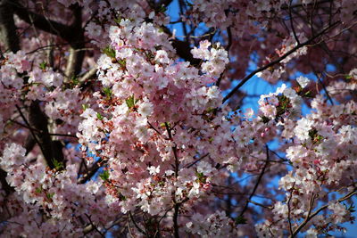 Low angle view of cherry blossoms in spring