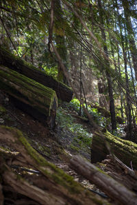 Trees in forest