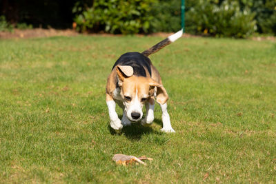 Dog looking away on field