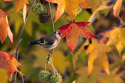 Close-up of bird perching on leaves