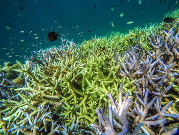 Fish swimming in coral reef near gili trawangan lombok island indonesia