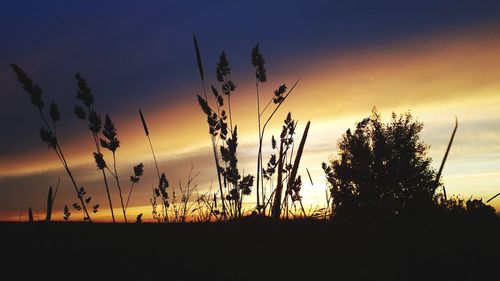 Silhouette plants on field against sky during sunset