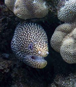 Close-up of fish swimming in sea