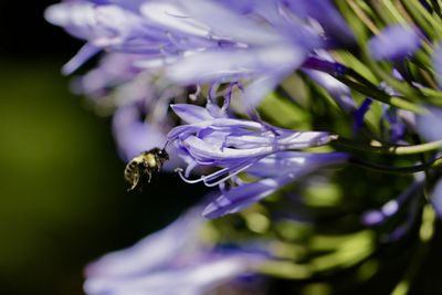 Close-up of bee pollinating on purple flower