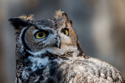 Close-up portrait of owl