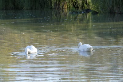 Swans swimming in lake