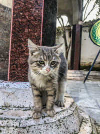 pet