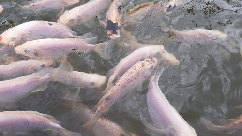 High angle view of fishes swimming in sea