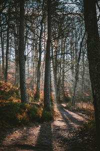 Dirt road amidst trees in forest