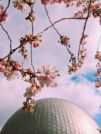 Low angle view of cherry blossoms against sky