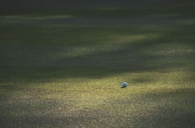 Surface level of golf ball