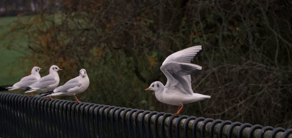 Close-up of black-headed gull perching on wood