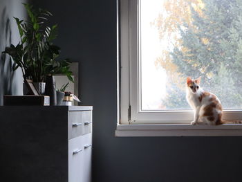 Cat looking through window