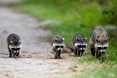 Raccoons walking on land