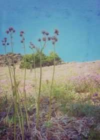 Scenic view of field against sky