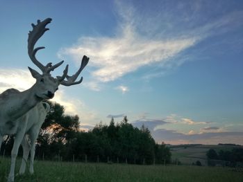 View of deer on field against sky