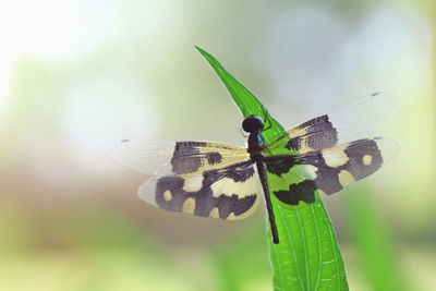 A beautiful dragonfly rest on green grass leaf with green and yellow blurred background.