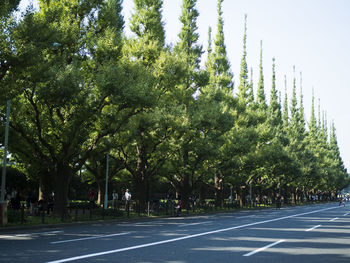 Road amidst trees against sky