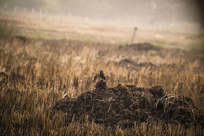 Close-up of bird perching on grass