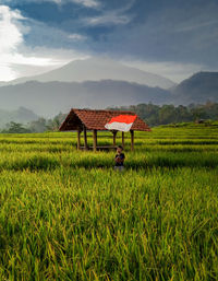 Scenic view of agricultural field against sky