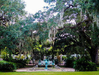 Trees against the sky