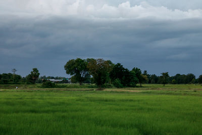 Scenic view of trees on field against sky