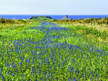 Scenic view of grassy field against sky