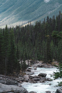 Scenic view of forest