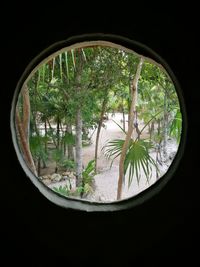 Close-up of plants seen through window