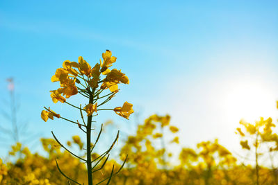 Close-up of yellow flowers