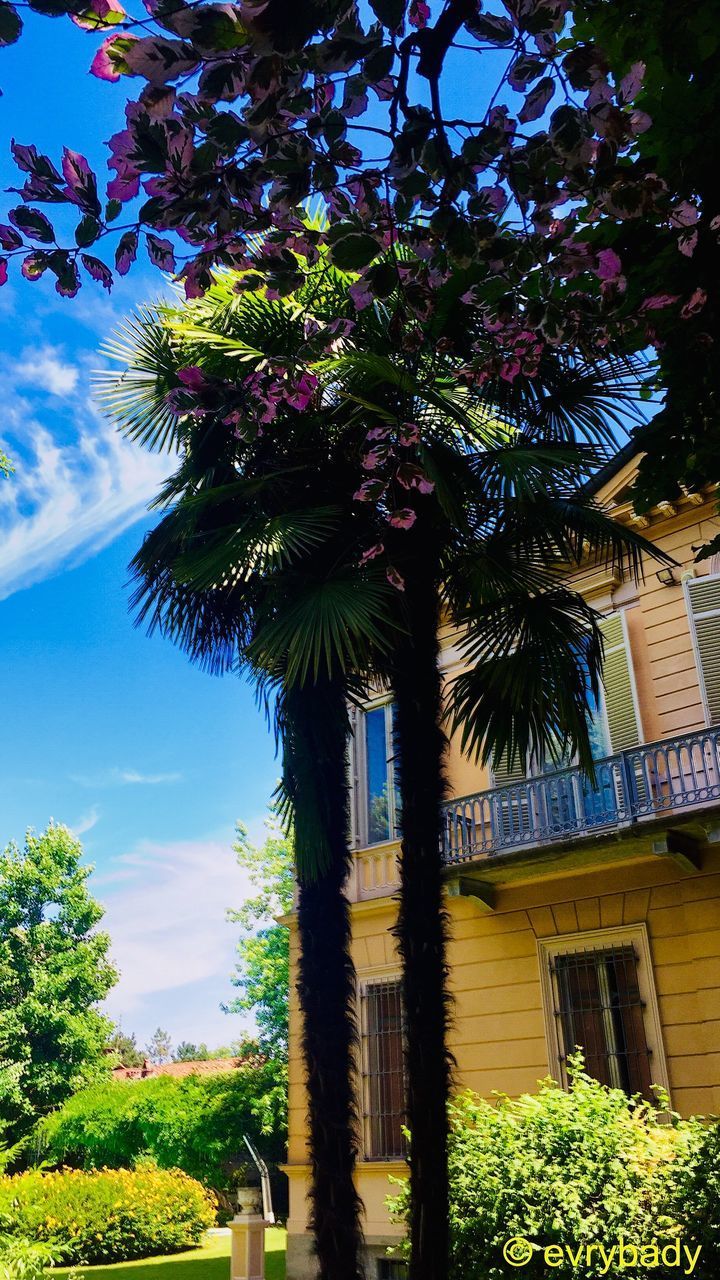 LOW ANGLE VIEW OF PALM TREE AGAINST BUILDING