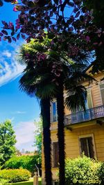 Low angle view of palm trees and plants against sky