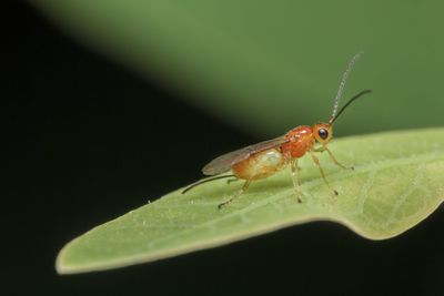 Close-up of insect on leaf