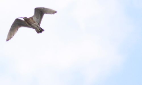 Low angle view of birds