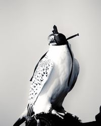 Low angle view of seagull perching on the sky