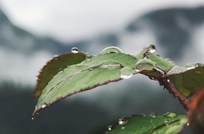 Close-up of wet plant leaves during rainy season