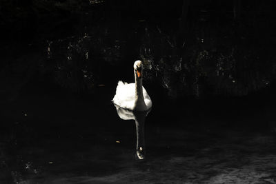 Close-up of swan swimming in lake