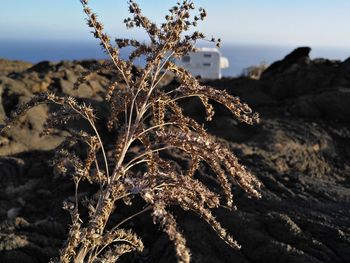 Close-up of plant against sky