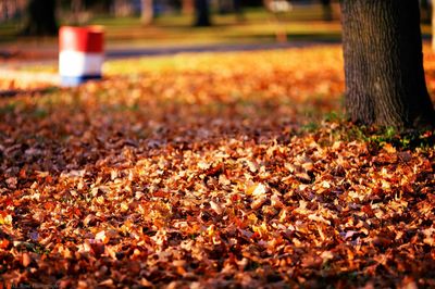 Autumn leaves on ground