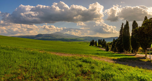 Scenic view of field against sky