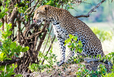 Giraffe in tree