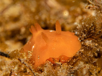 Close-up of fish underwater