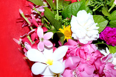 High angle view of white flowering plant