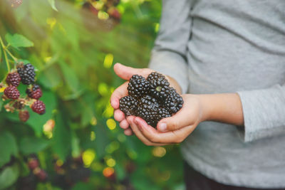 Midsection of man holding blackberries