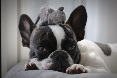 Close-up portrait of dog relaxing