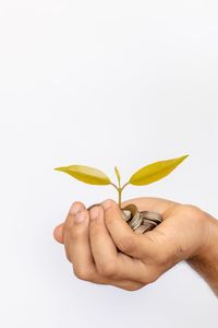 Close-up of hand holding yellow flowers against white background