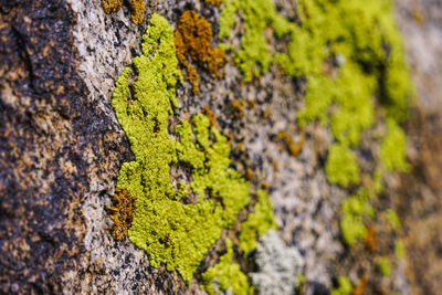 Close-up of moss growing on rock