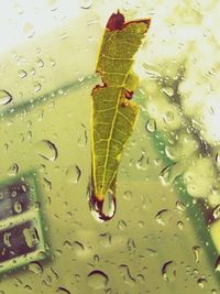 Wet leaf in water