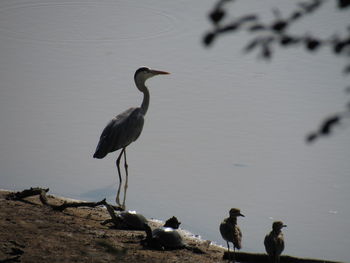 High angle view of bird perching on a land