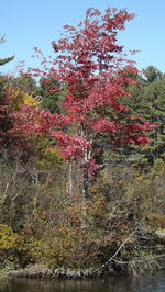 Flowers growing on tree